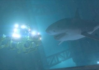 Shark and underwater world