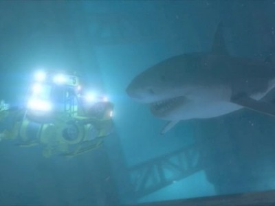 Shark and underwater world